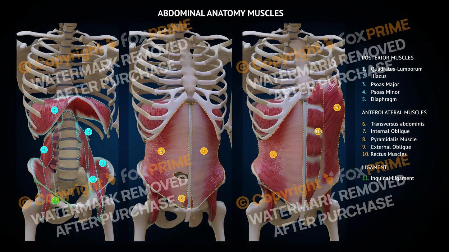 Abdominal Muscles Still Shot