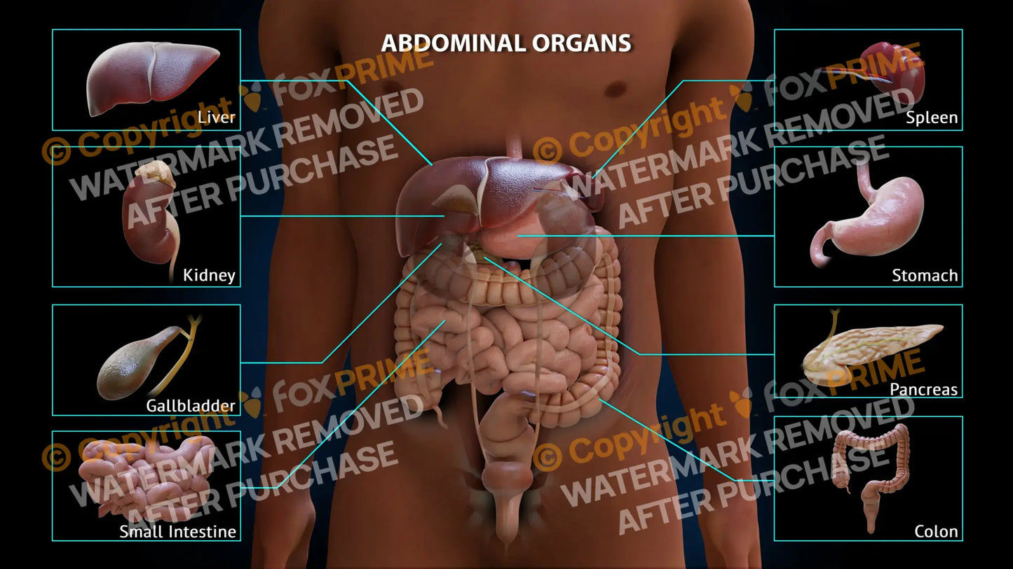 Abdominal Organs Single Use / Male / Dark Still Shot