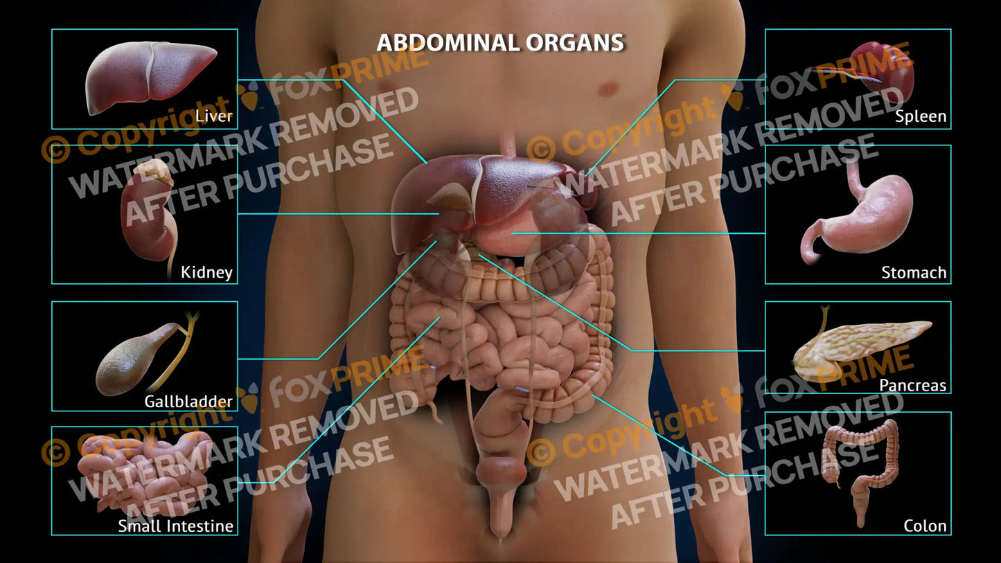 Abdominal Organs Single Use / Male / Light Still Shot