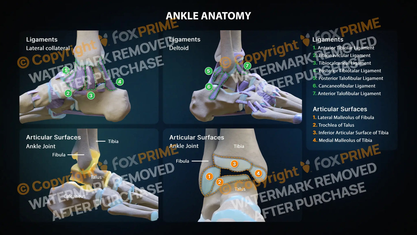 Ankle Anatomy Still Shot