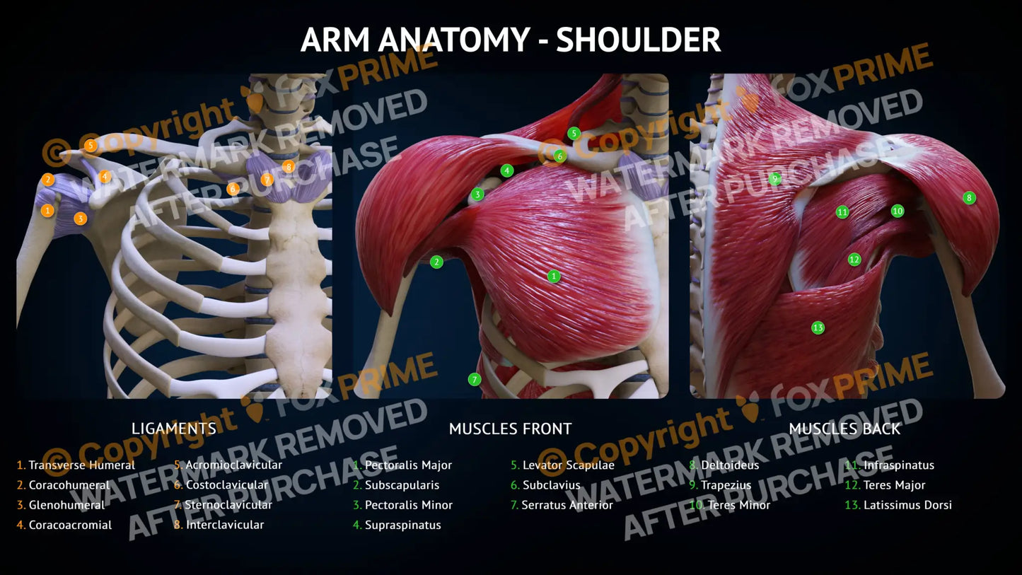 Arm Anatomy - Shoulder Single Use / Male Still Shot