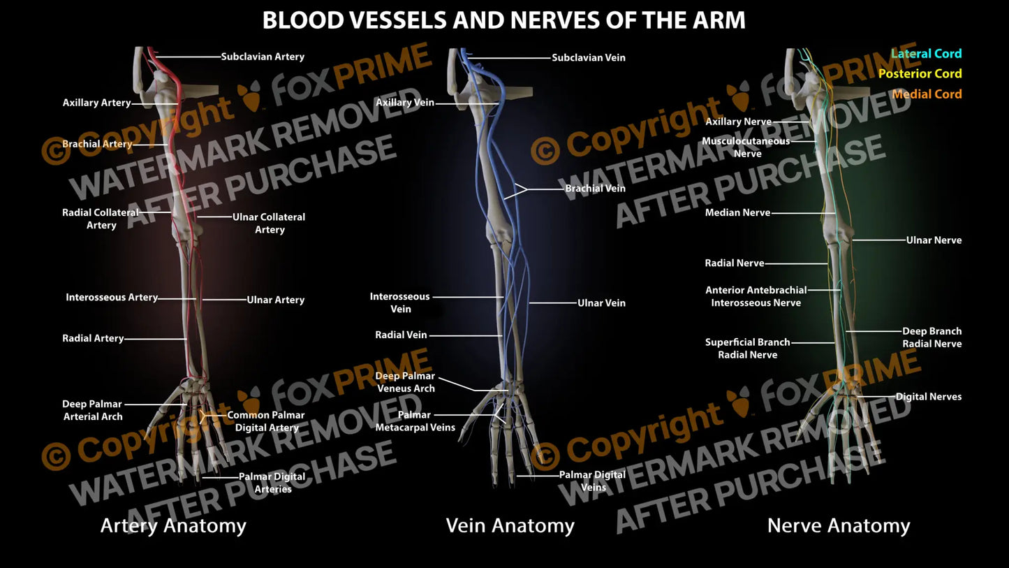 Arm Blood Vessels and Nerves Still Shot