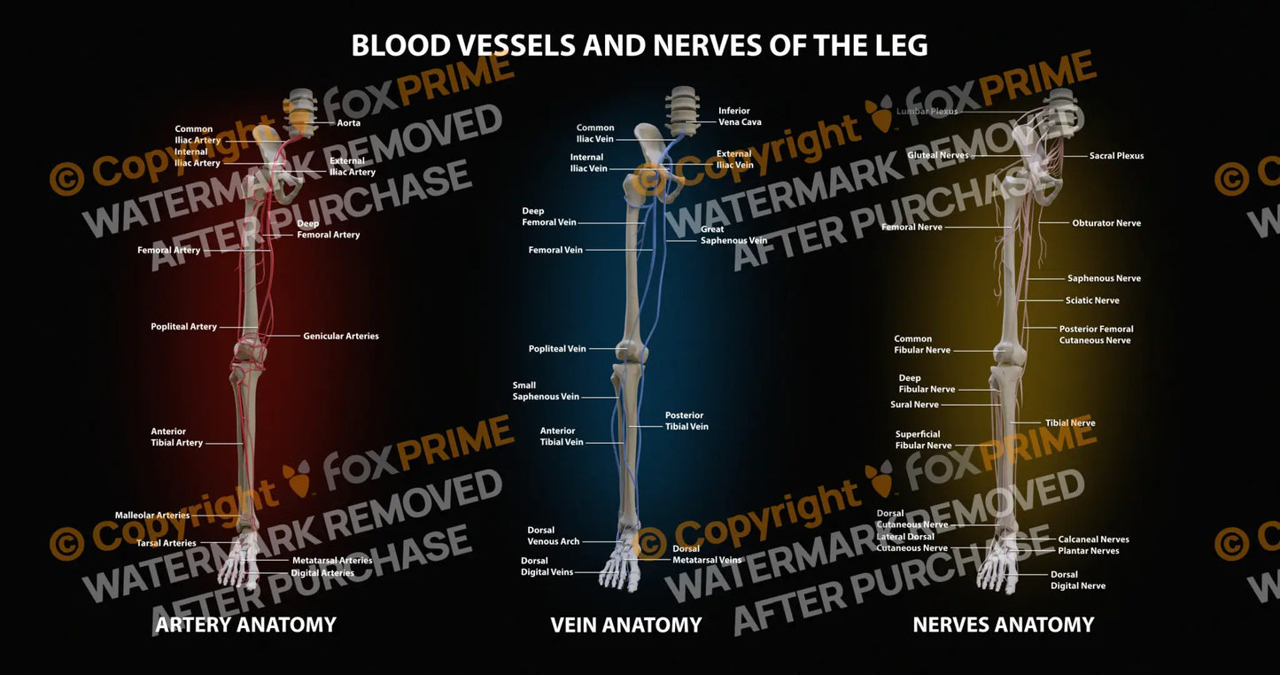 Blood Vessels and Nerves of the Leg Still Shot