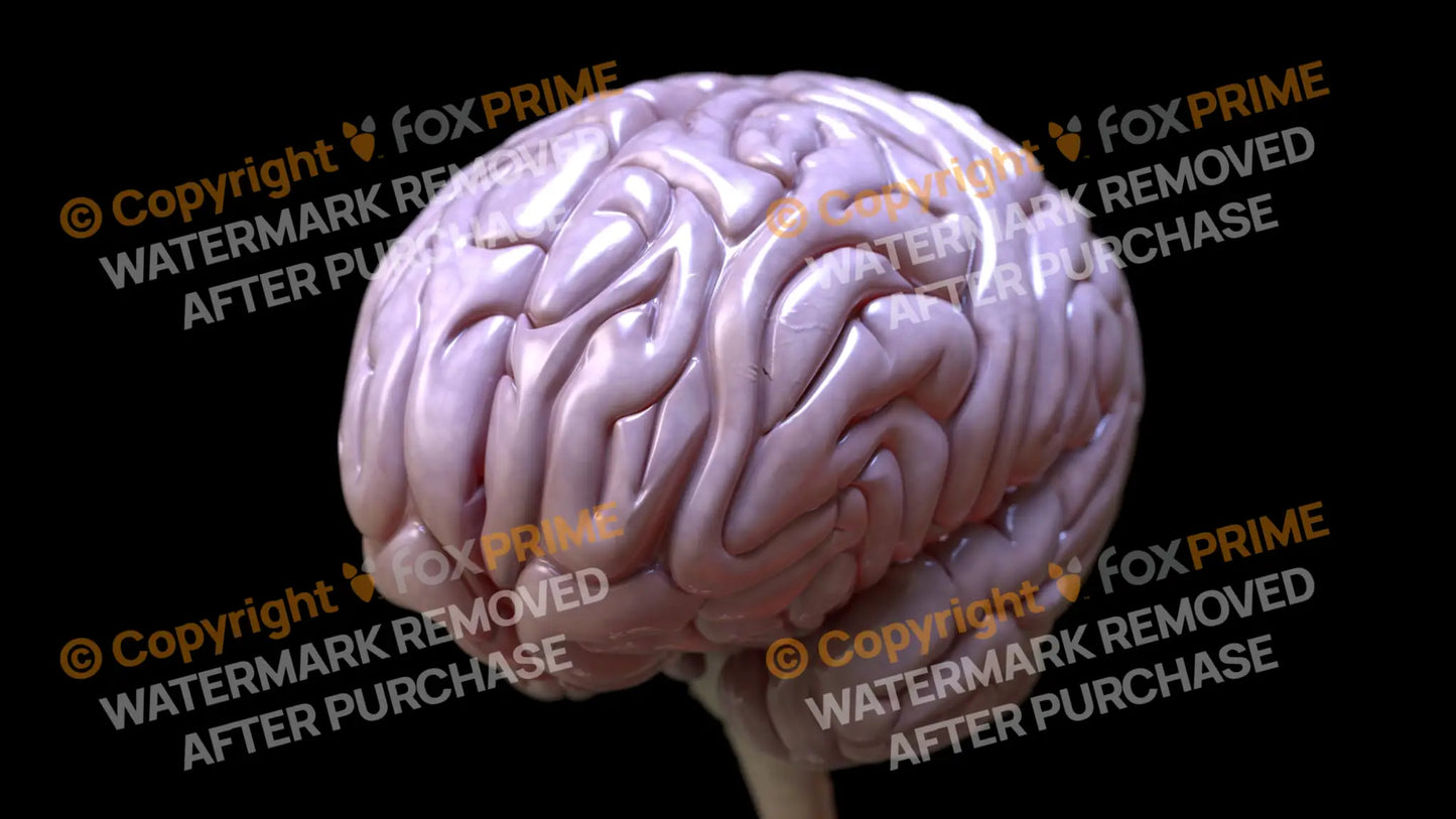 Brain Left Still Shot