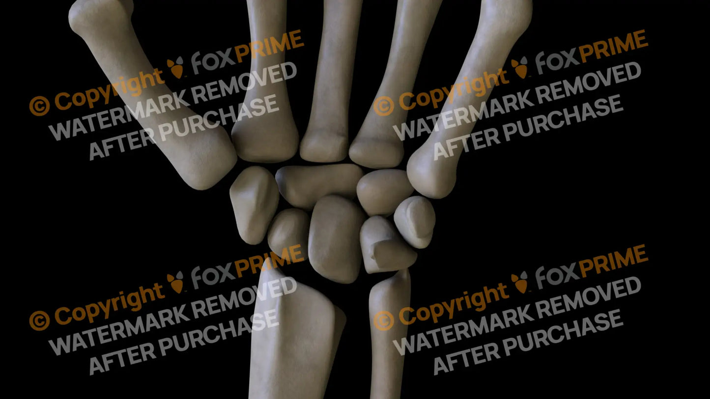 Carpals 2 (Left) Still Shot