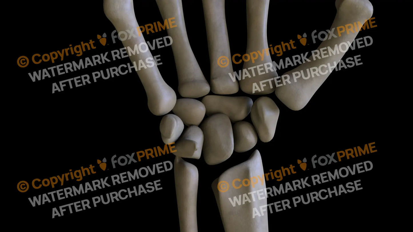 Carpals 2 (Right) Still Shot