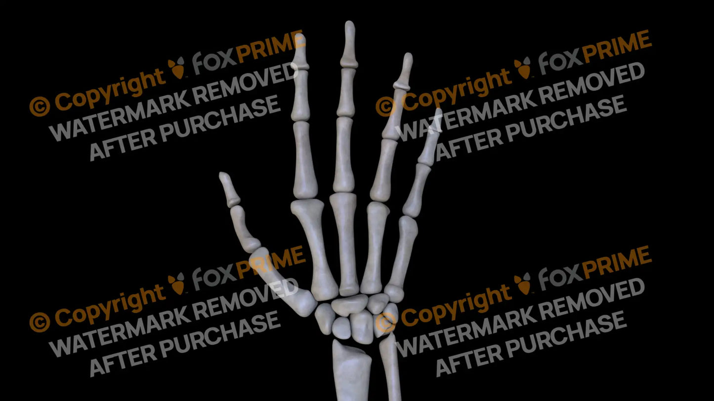 Carpals 3 (Right) Still Shot