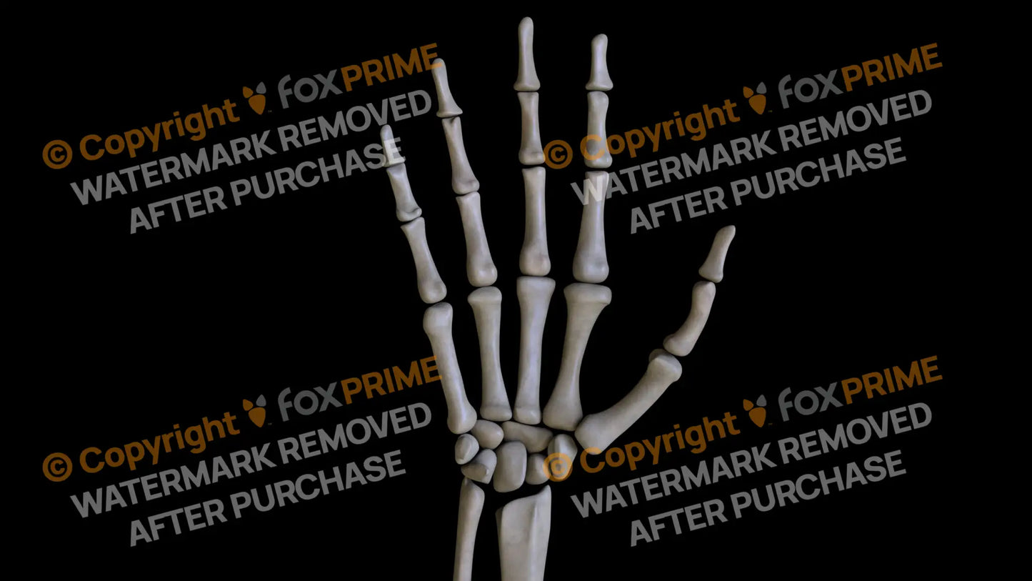 Carpals 4 (Right) Still Shot