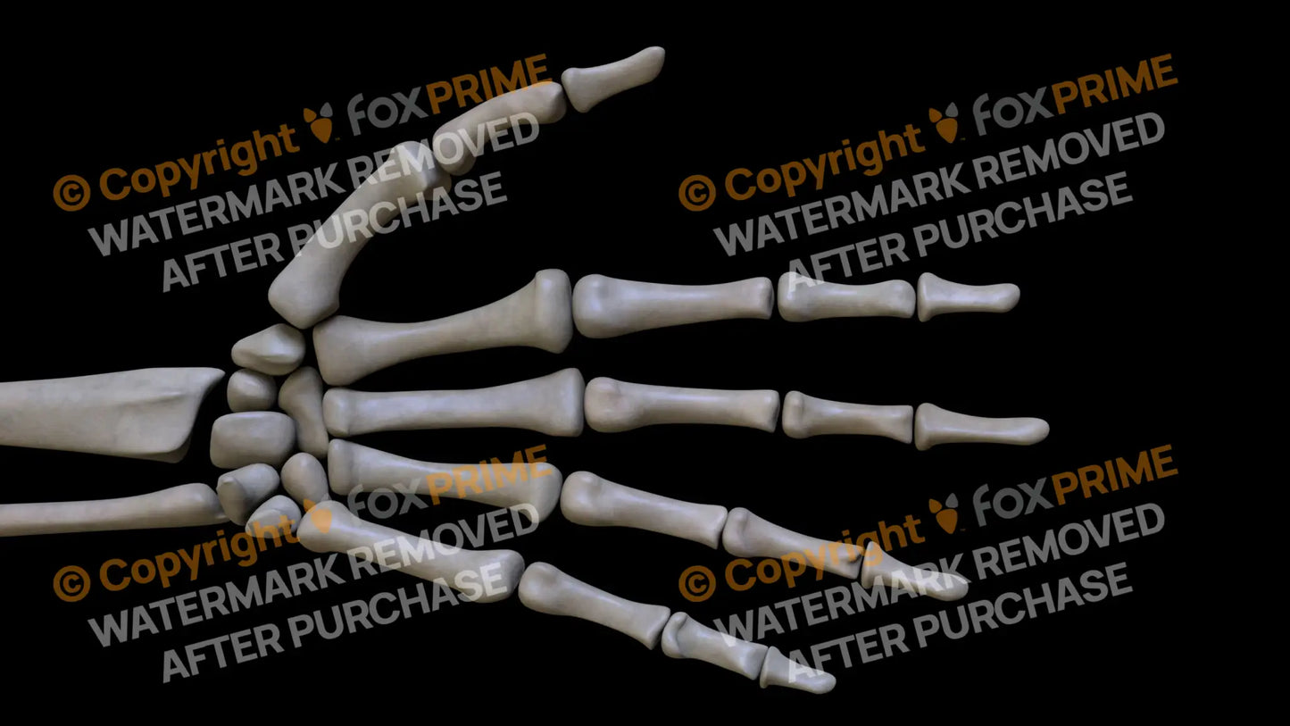 Carpals 6 (Left) Still Shot