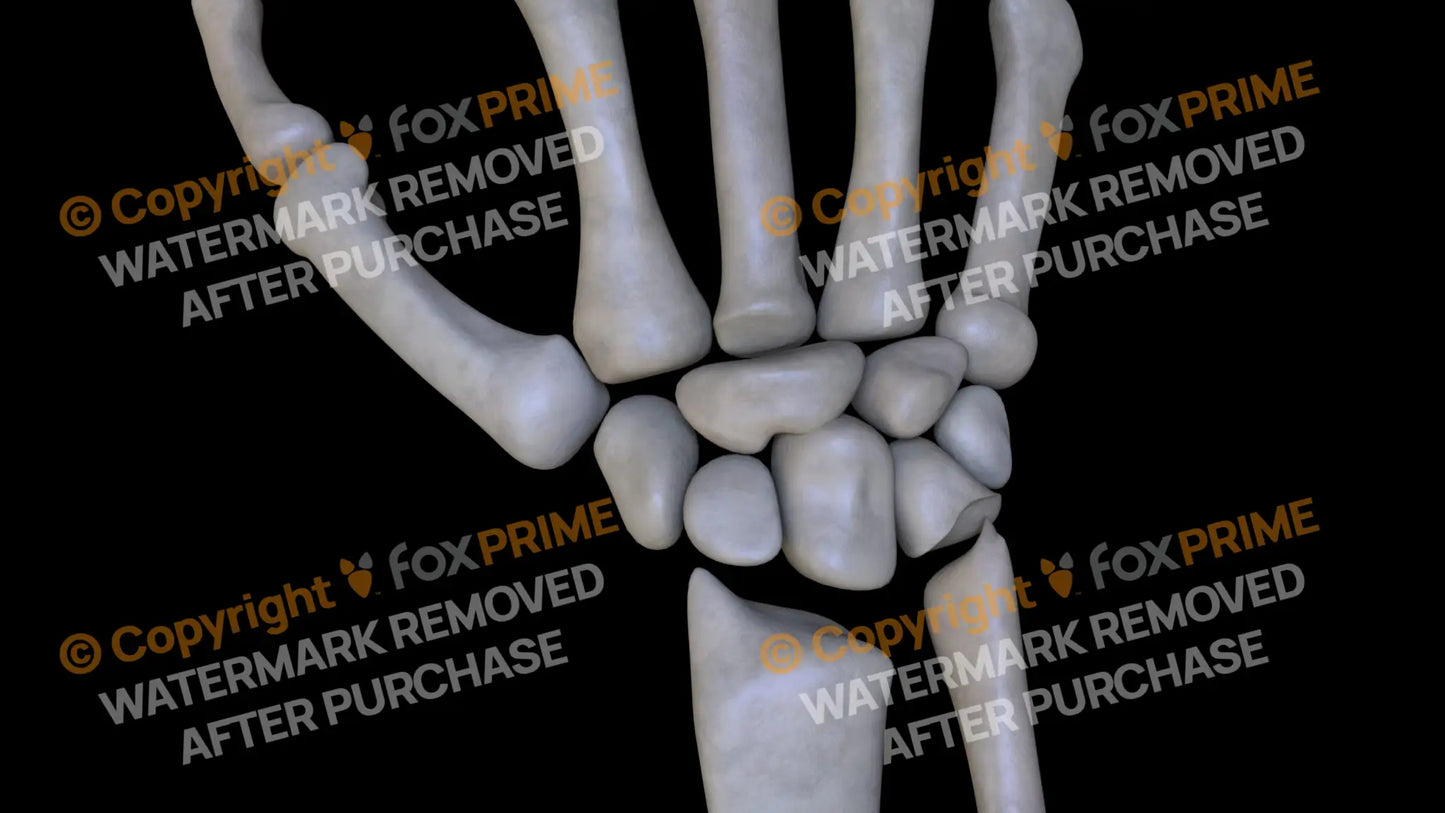 Carpals (Right) Still Shot