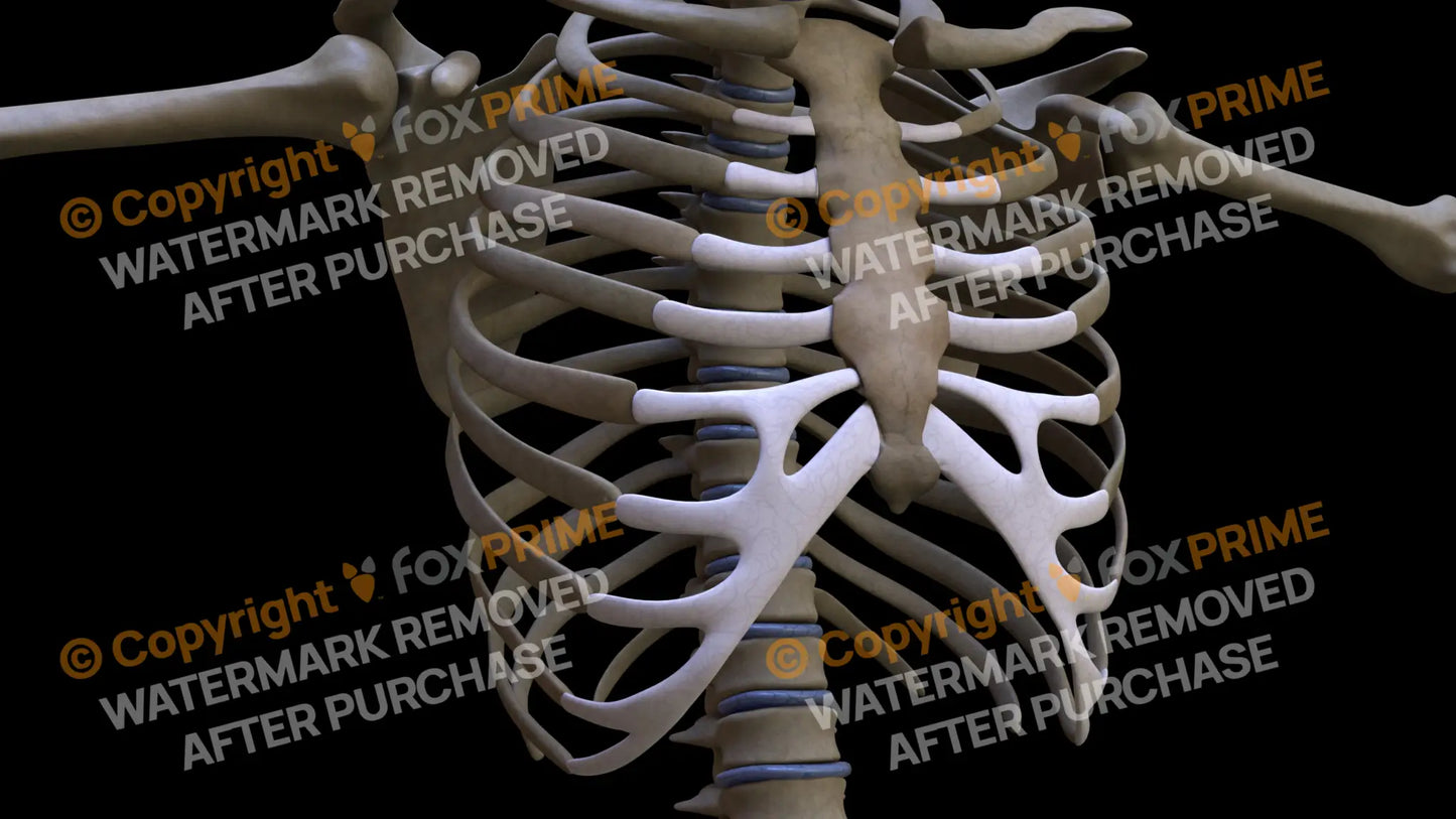 Costal Cartilages (Right) Still Shot