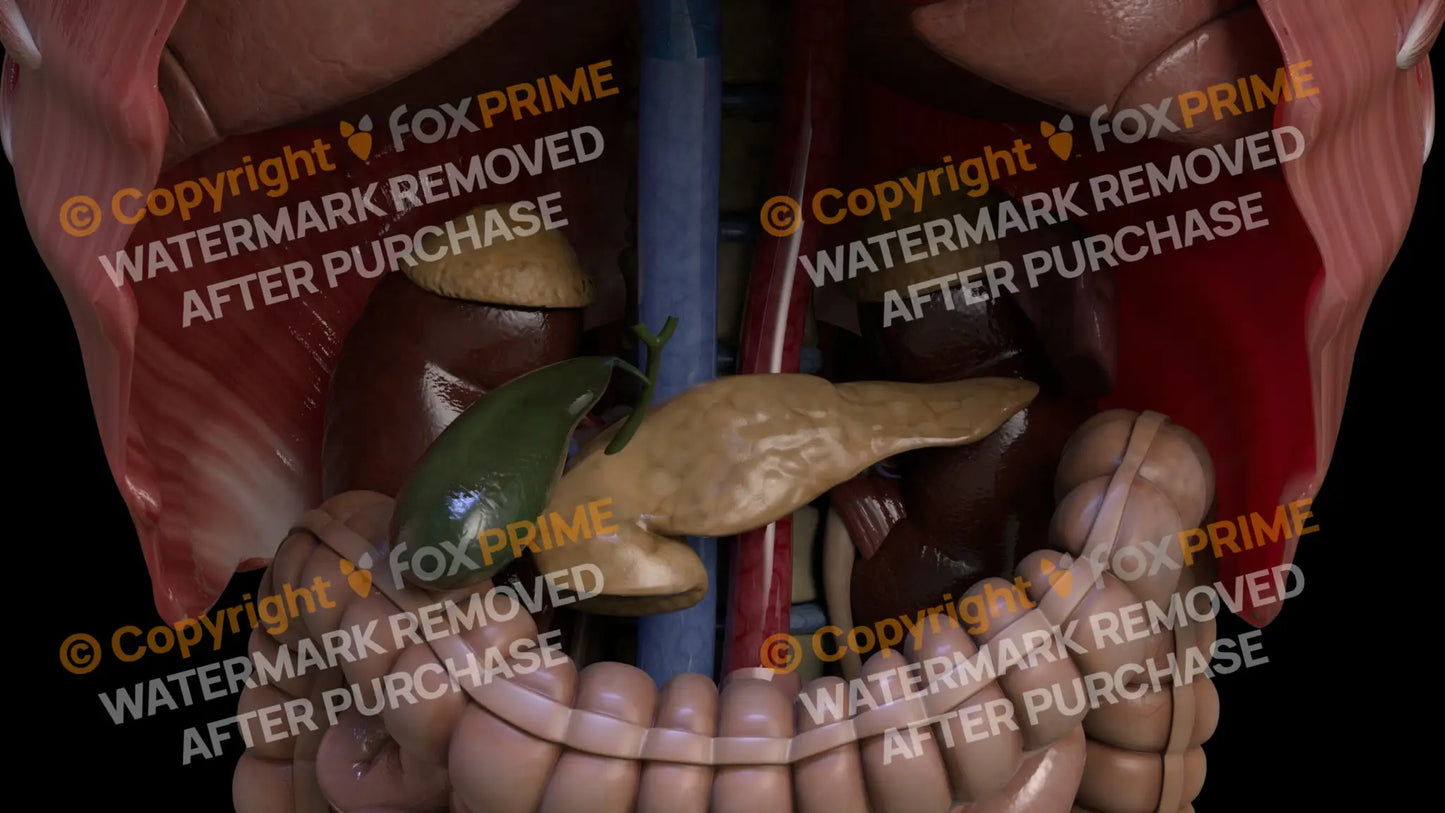 Digestive System Bile Ducts 1 Still Shot