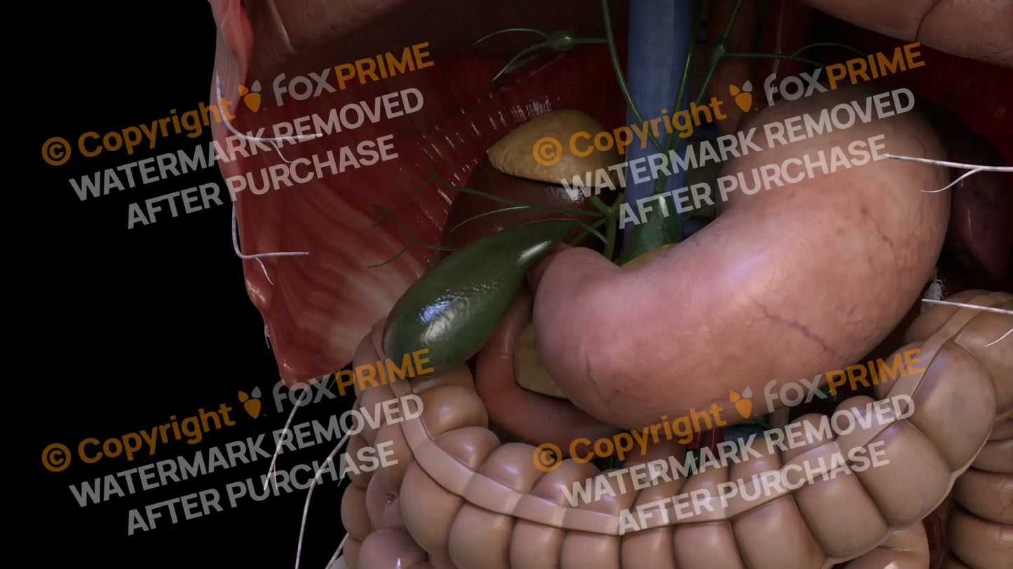 Digestive System Bile Ducts 2 Still Shot