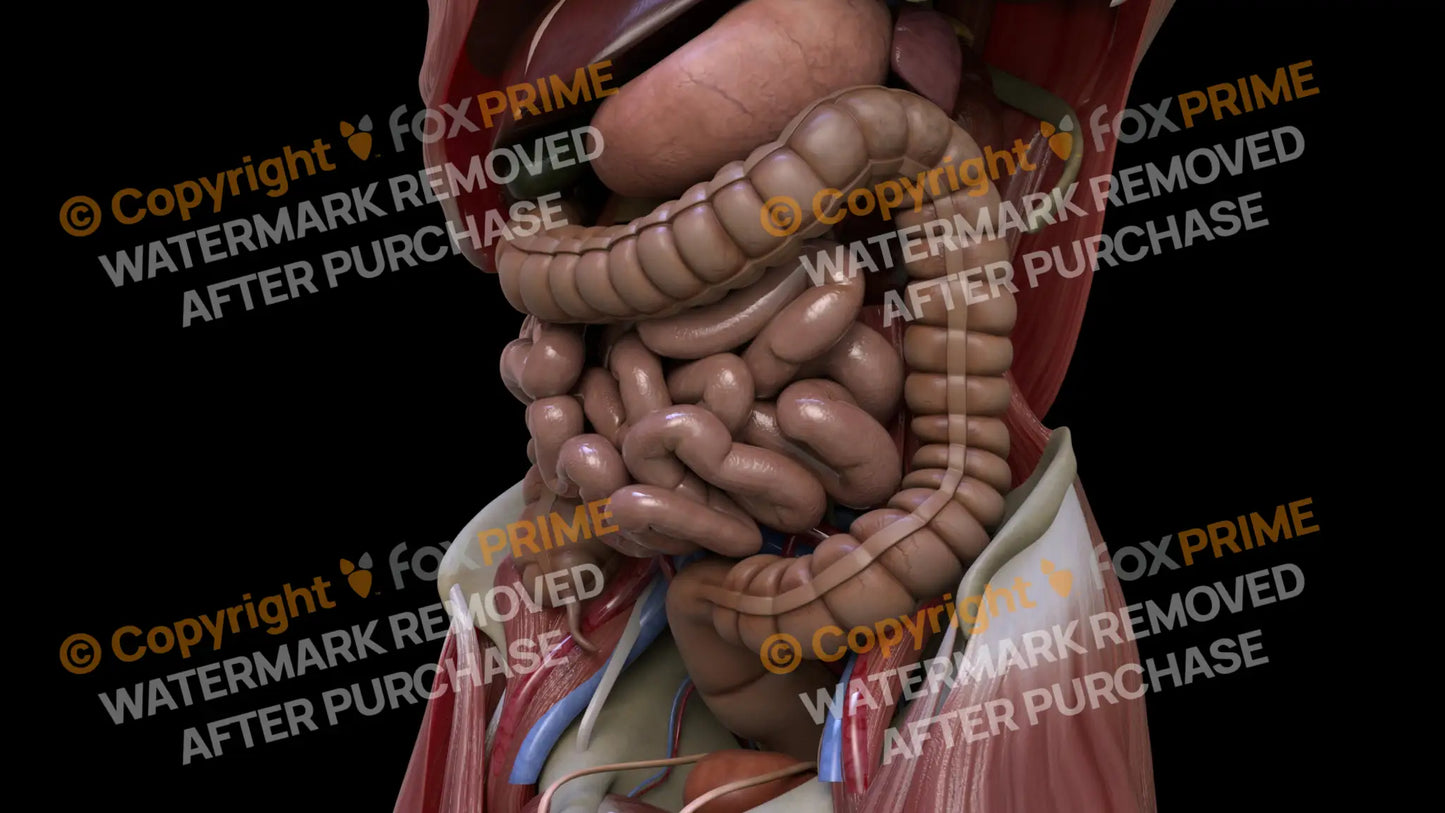 Digestive System Descending Colon 1 Still Shot
