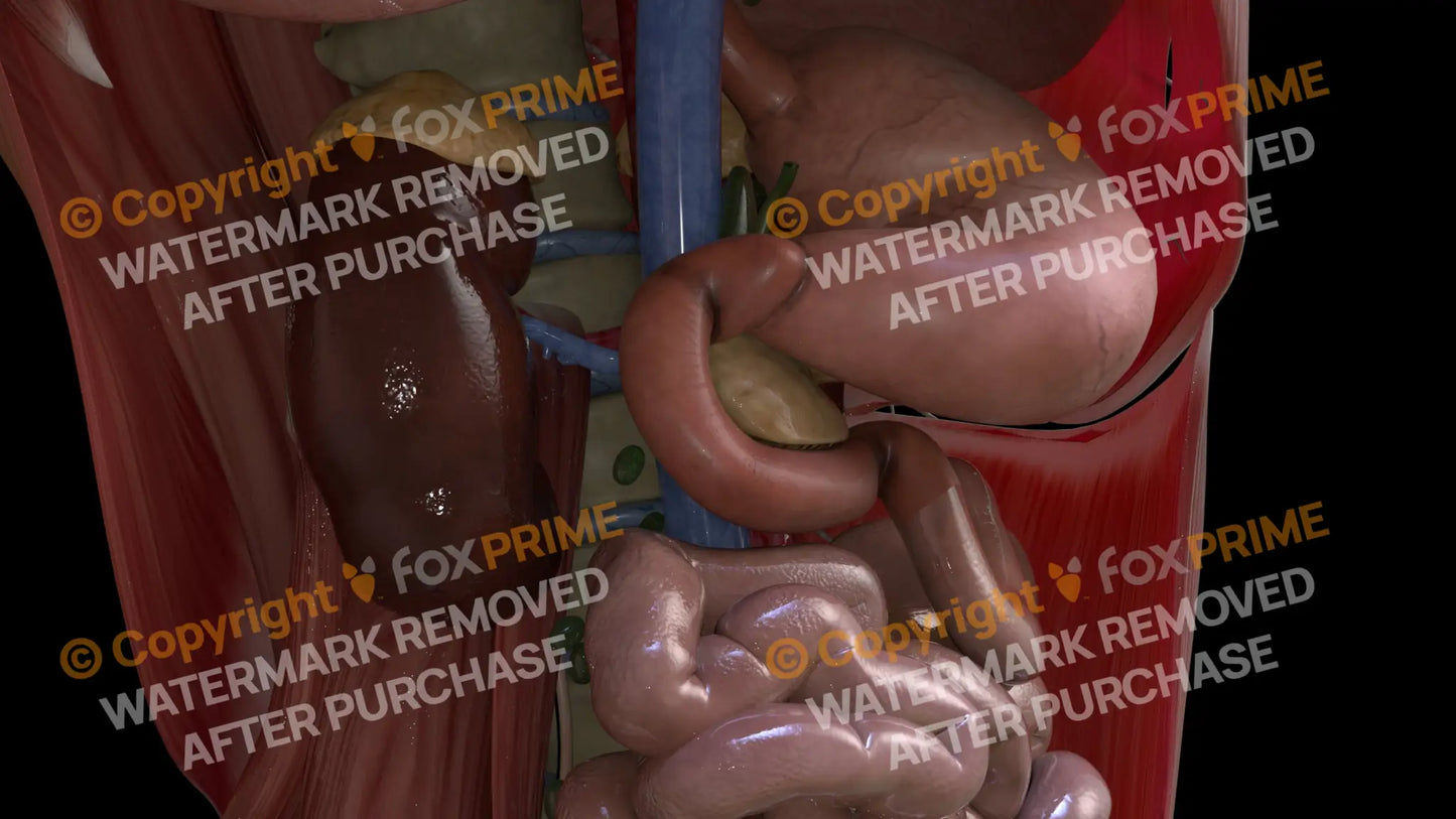Digestive System Duodenum 2 Still Shot
