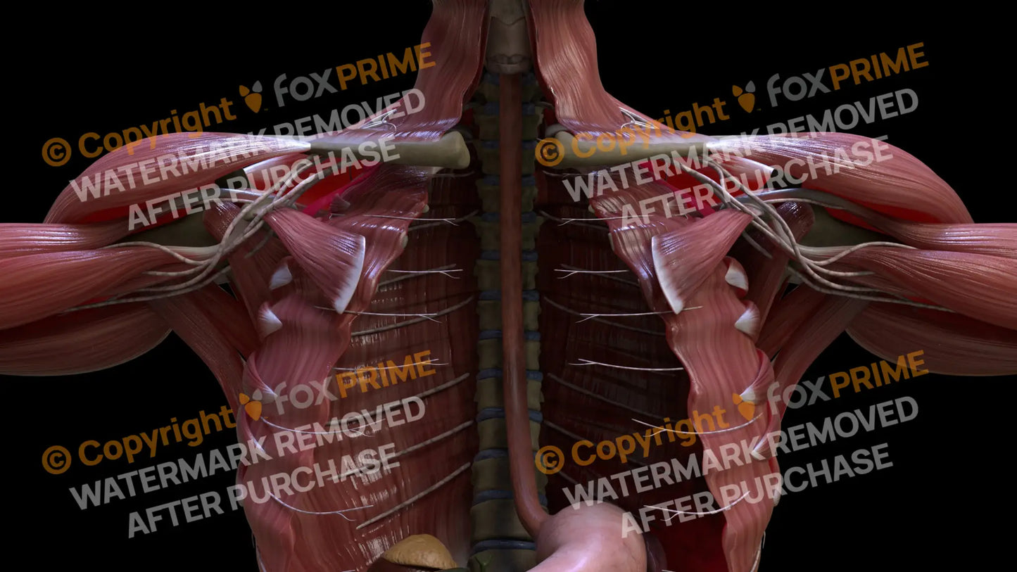Digestive System Esophagus 5 Still Shot