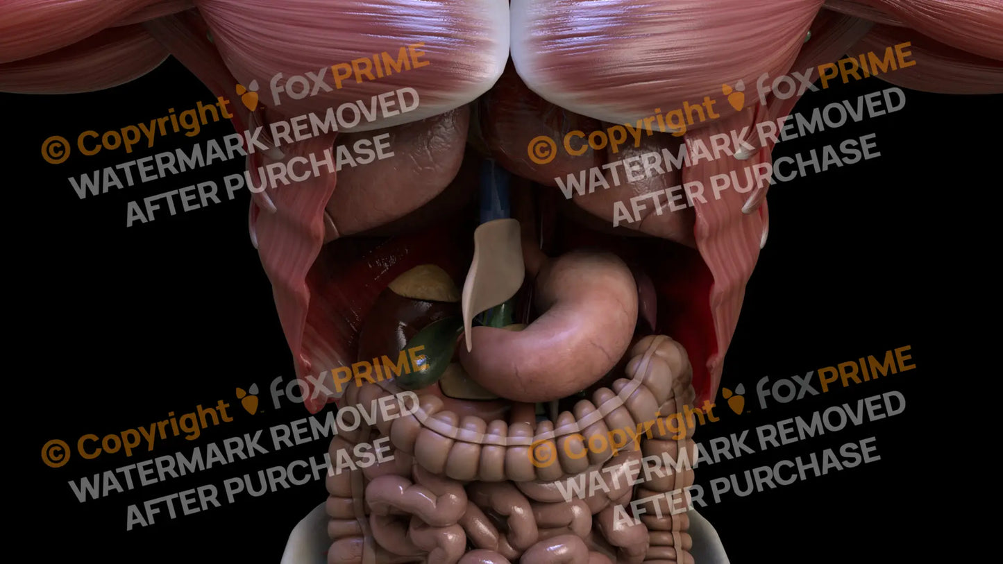 Digestive System Falciform Ligament 3 Still Shot