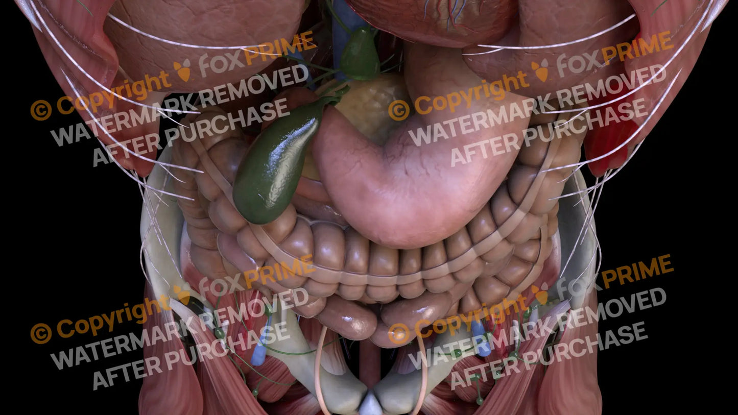 Digestive System Gallbladder 4 Still Shot