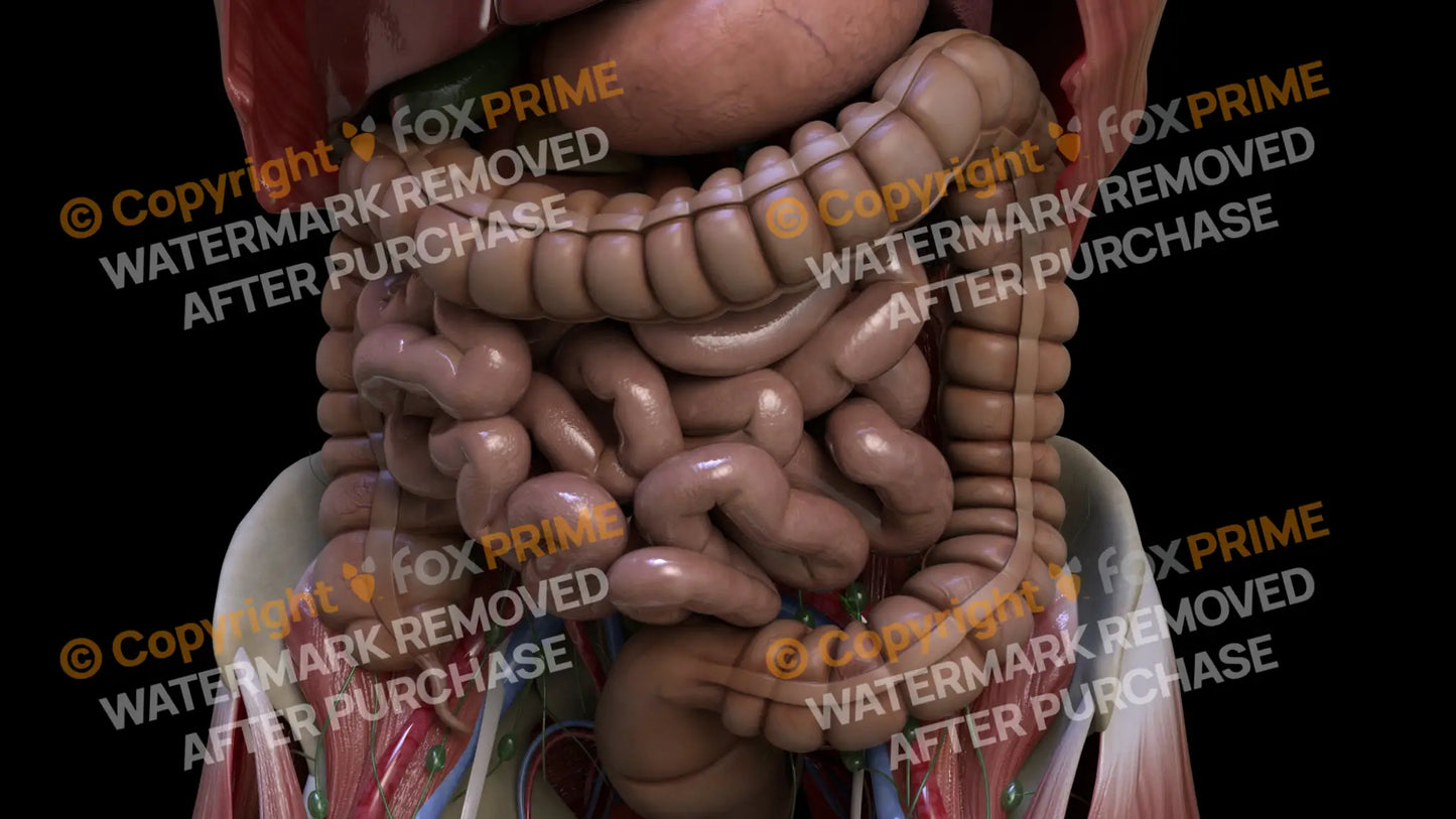 Digestive System Large Intestine 6 Still Shot