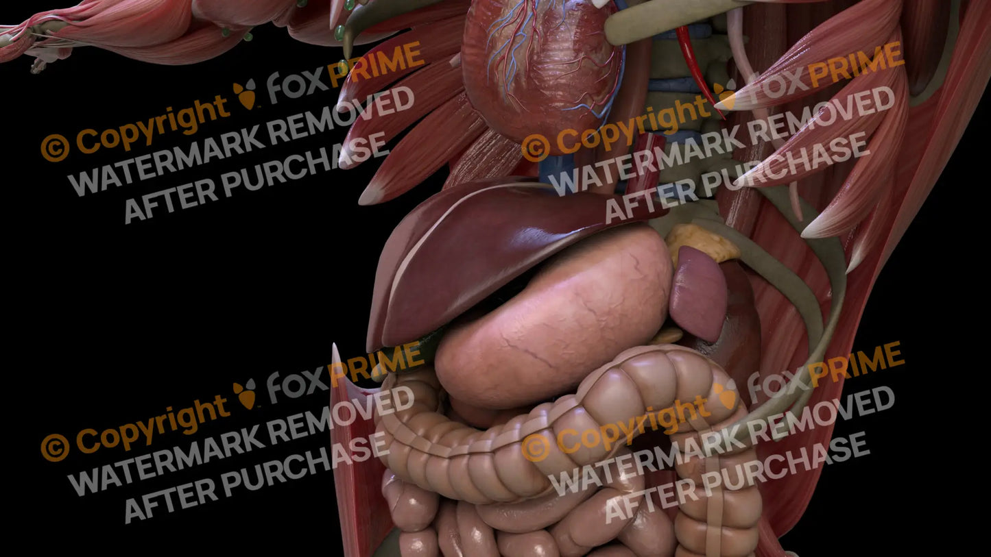 Digestive System Liver 3 Still Shot