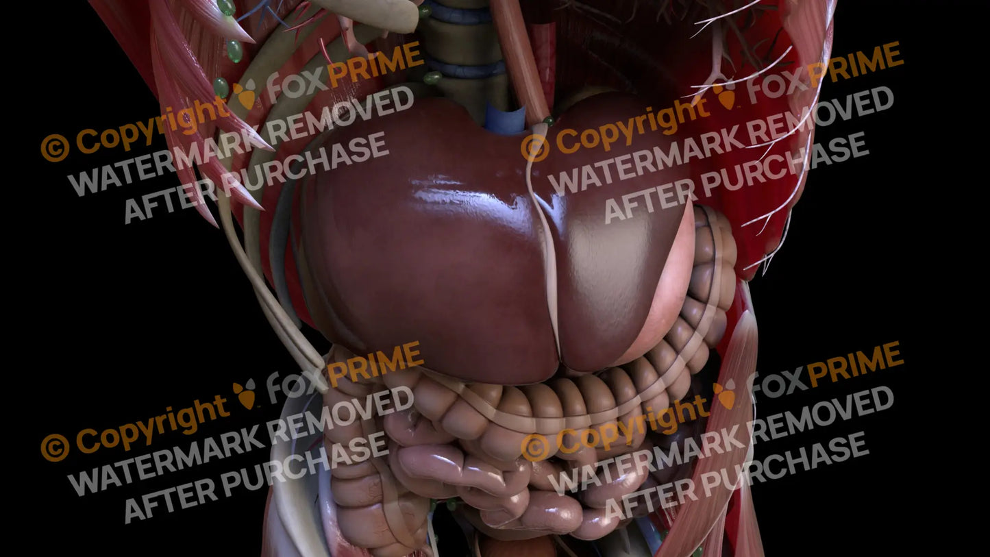 Digestive System Liver 4 Still Shot