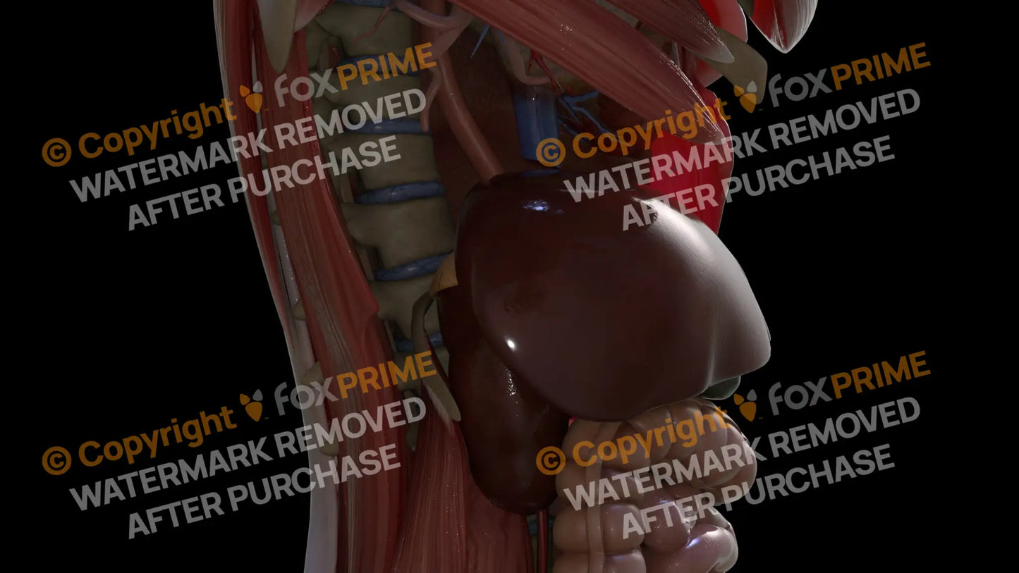 Digestive System Liver 7 Still Shot