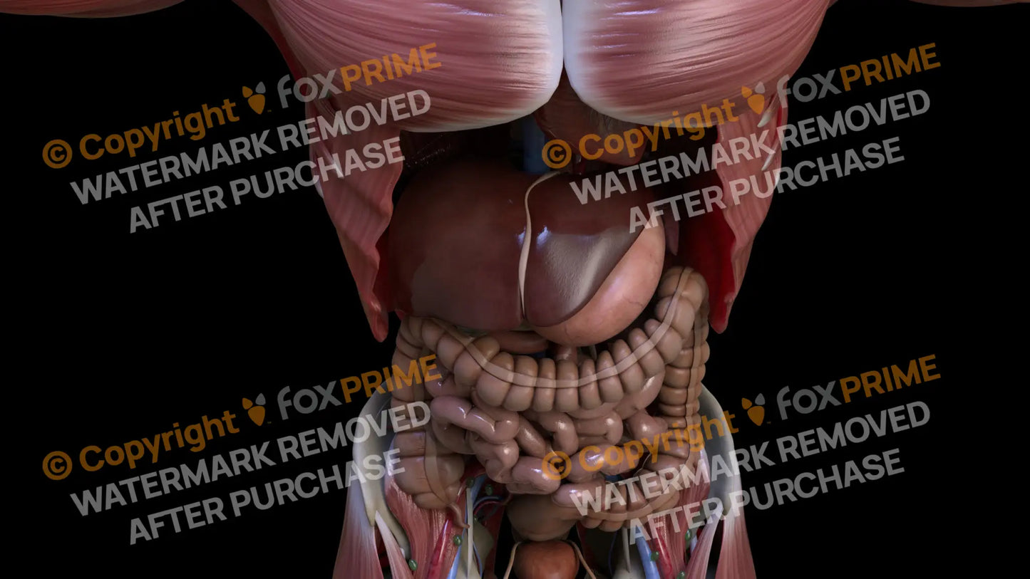 Digestive System Liver 8 Still Shot