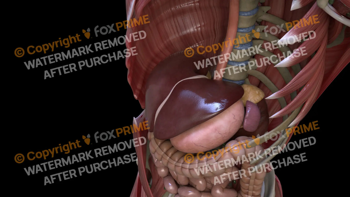 Digestive System Liver 9 Still Shot