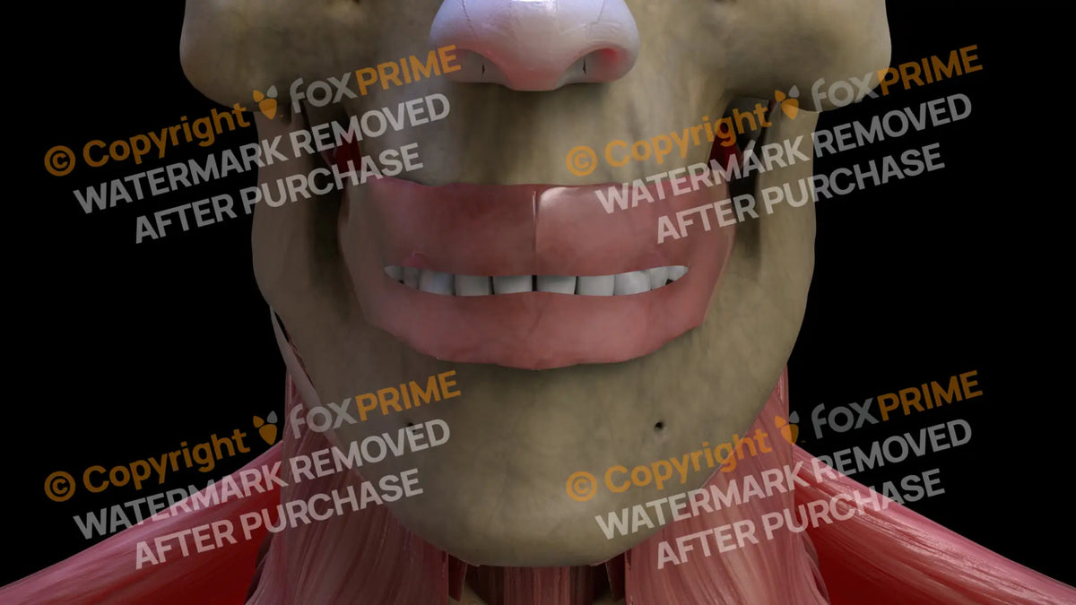Digestive System Oral Cavity 1 Still Shot