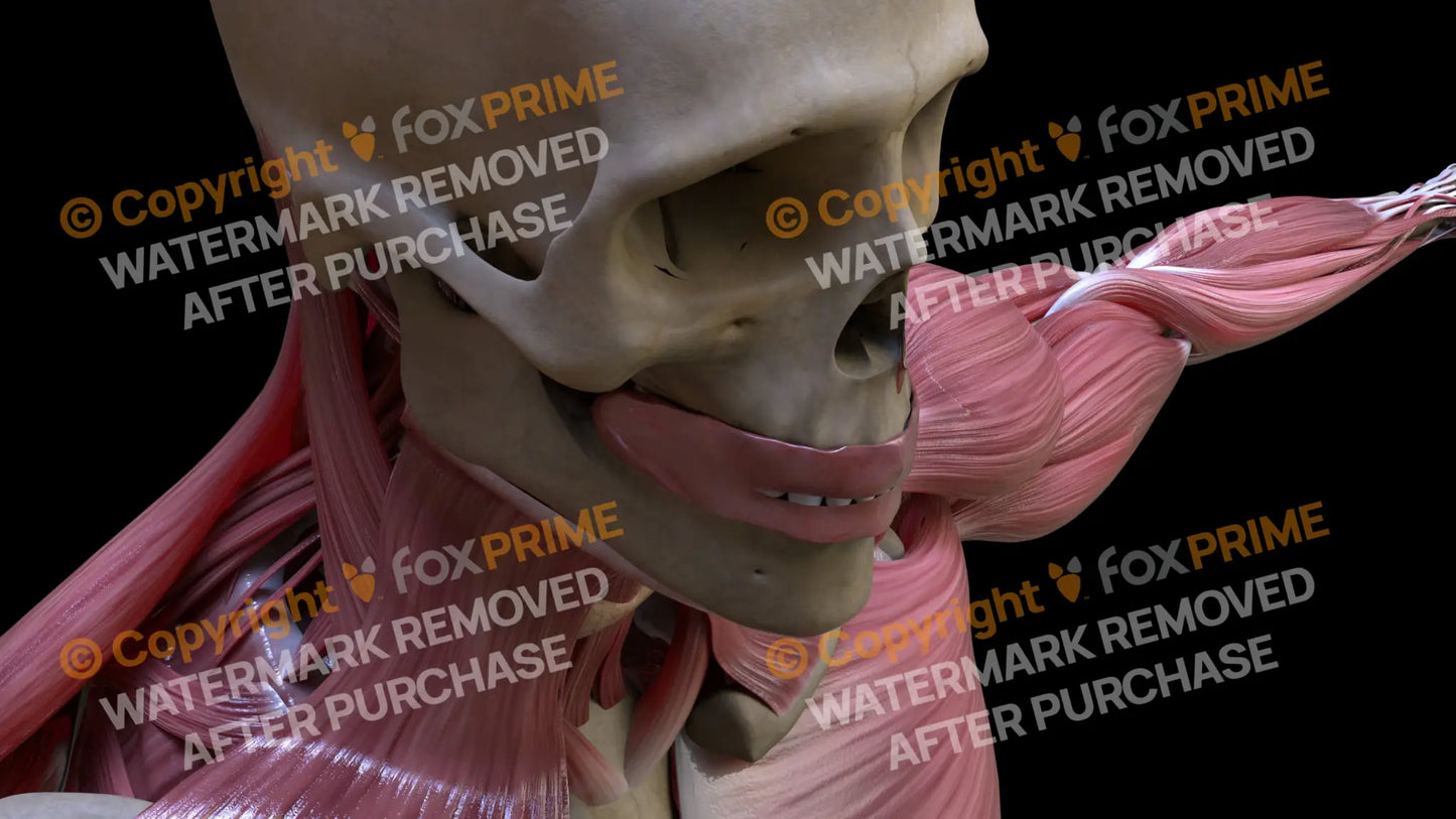 Digestive System Oral Cavity 4 Still Shot