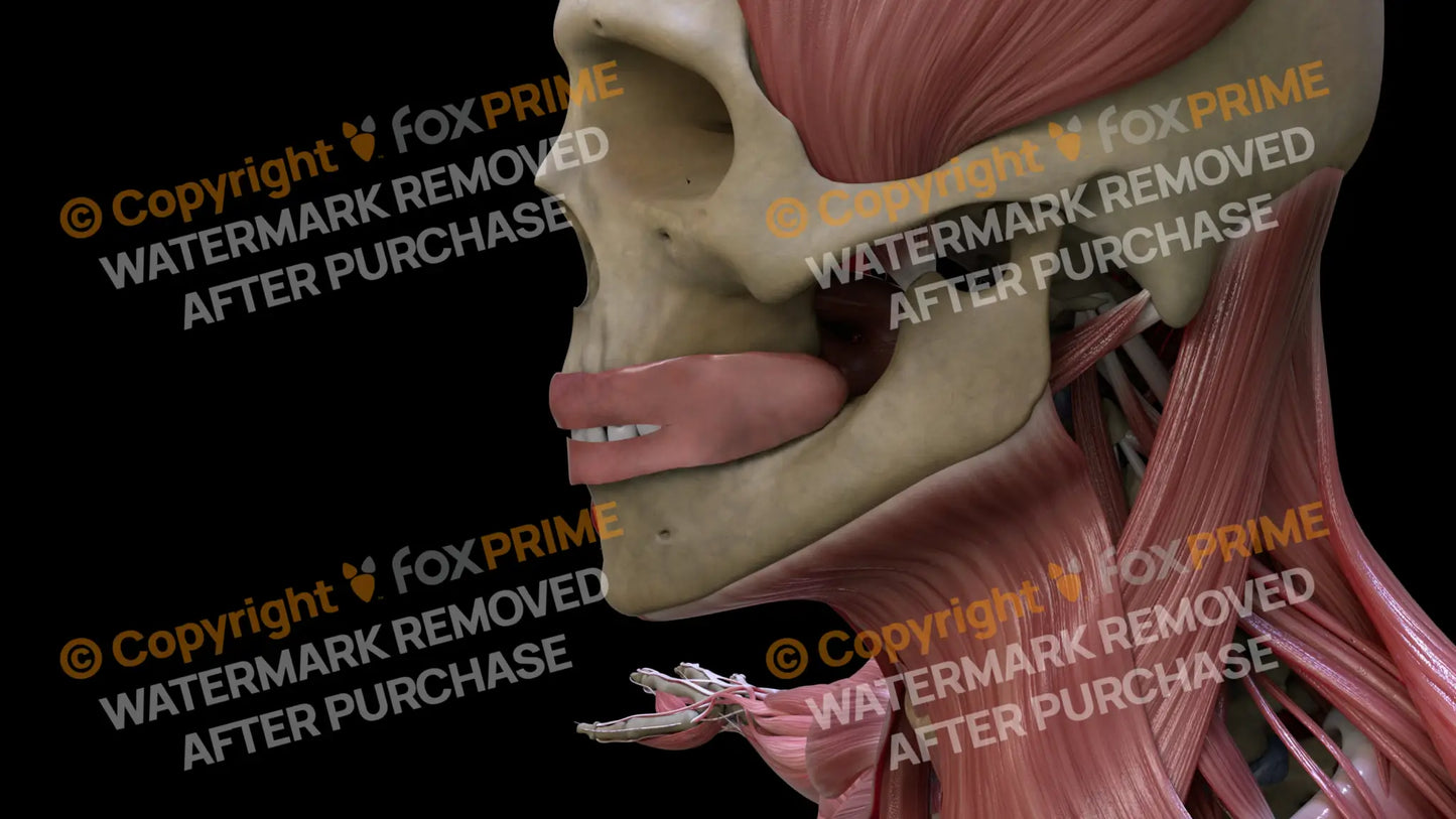 Digestive System Oral Cavity 5 Still Shot