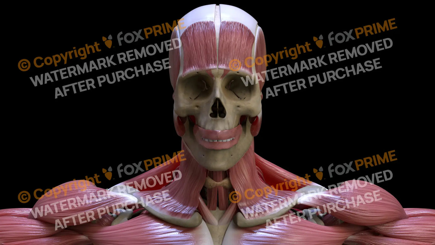 Digestive System Oral Cavity 6 Still Shot