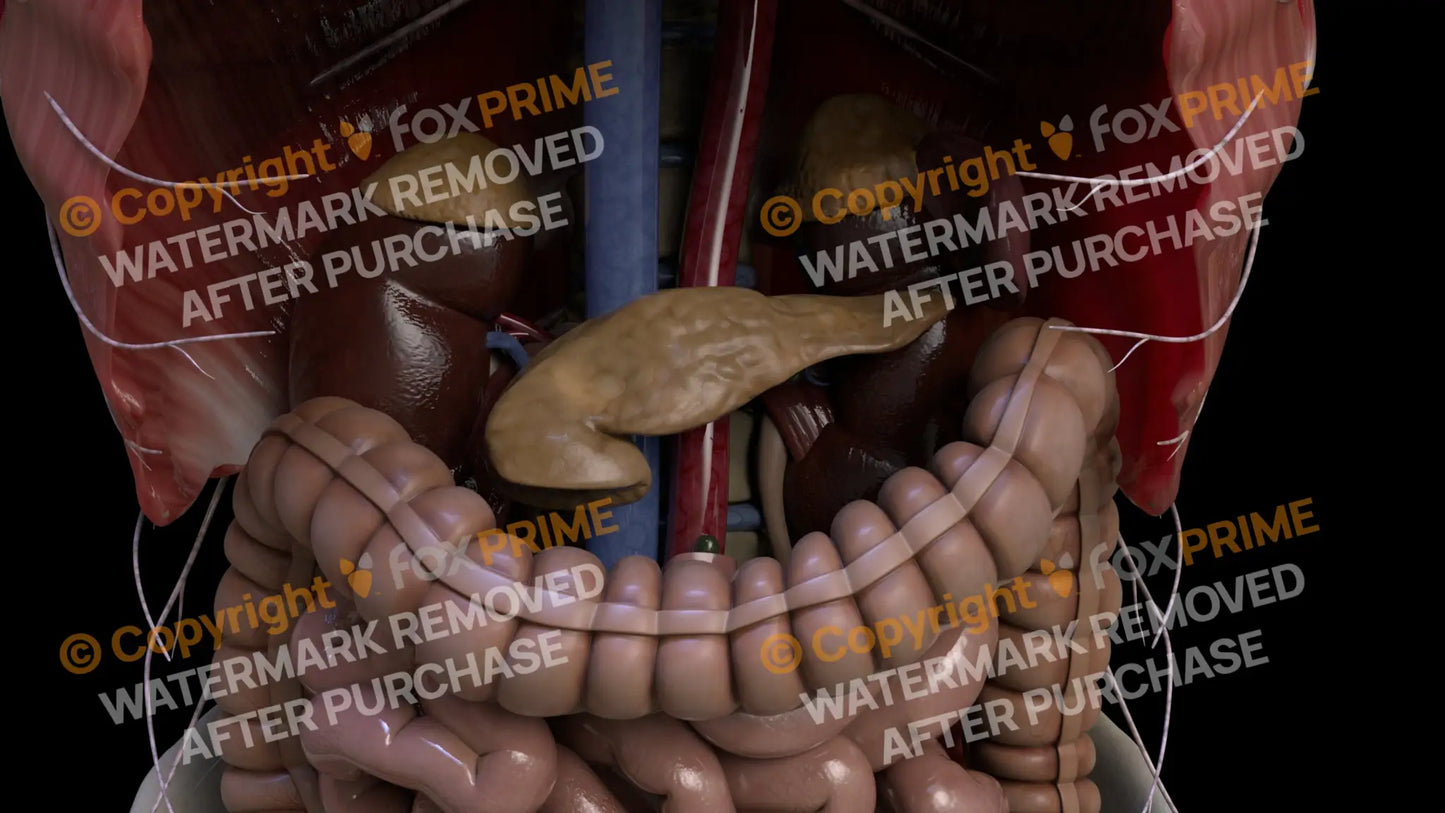 Digestive System Pancreas 1 Still Shot