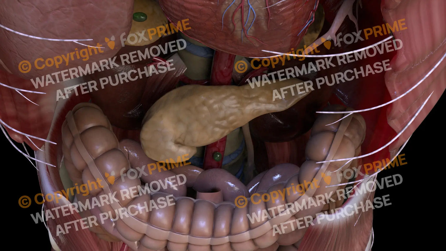 Digestive System Pancreas 2 Still Shot