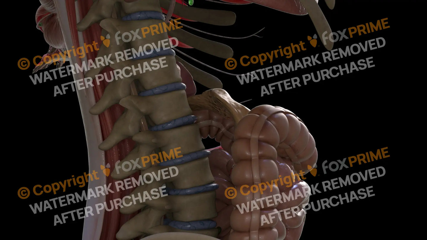 Digestive System Pancreas 3 Still Shot