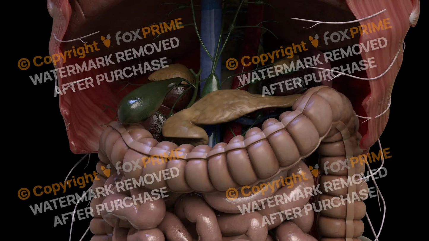 Digestive System Pancreas 6 Still Shot