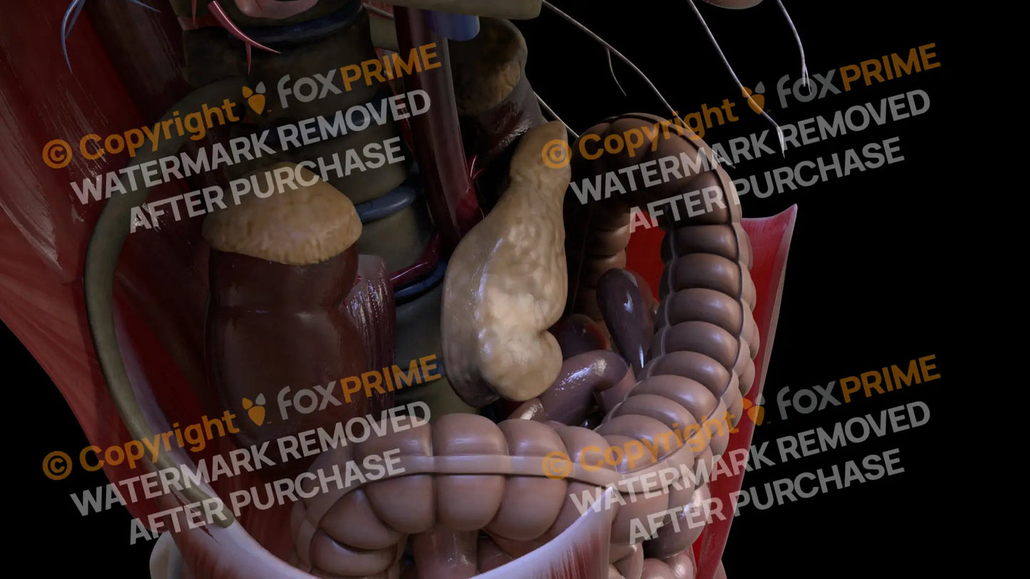 Digestive System Pancreas 7 Still Shot