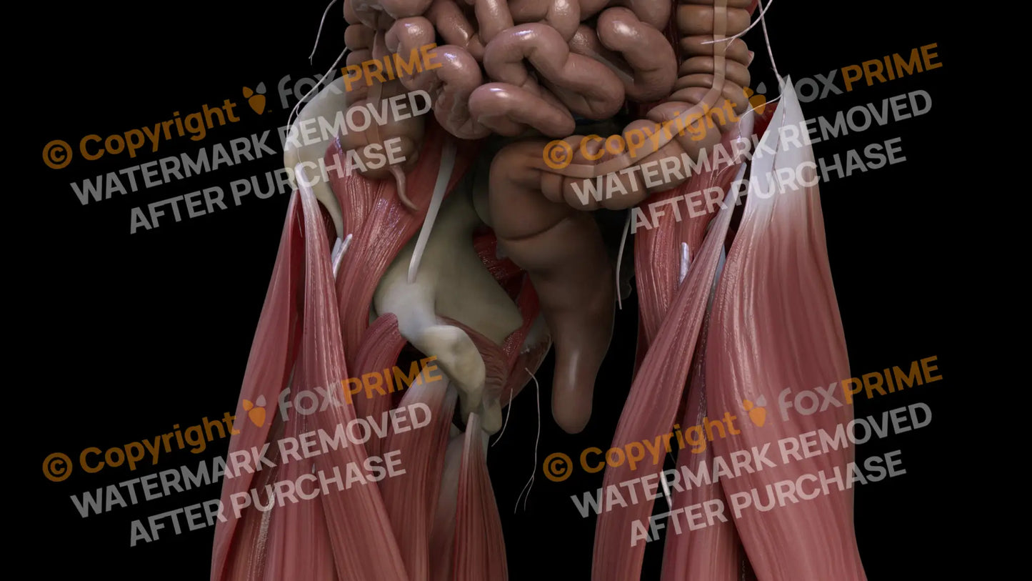 Digestive System Rectum 2 Still Shot