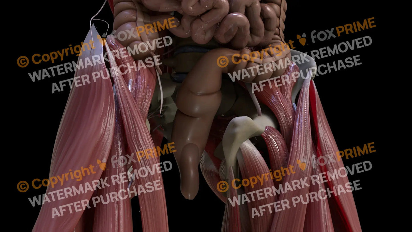 Digestive System Rectum 4 Still Shot