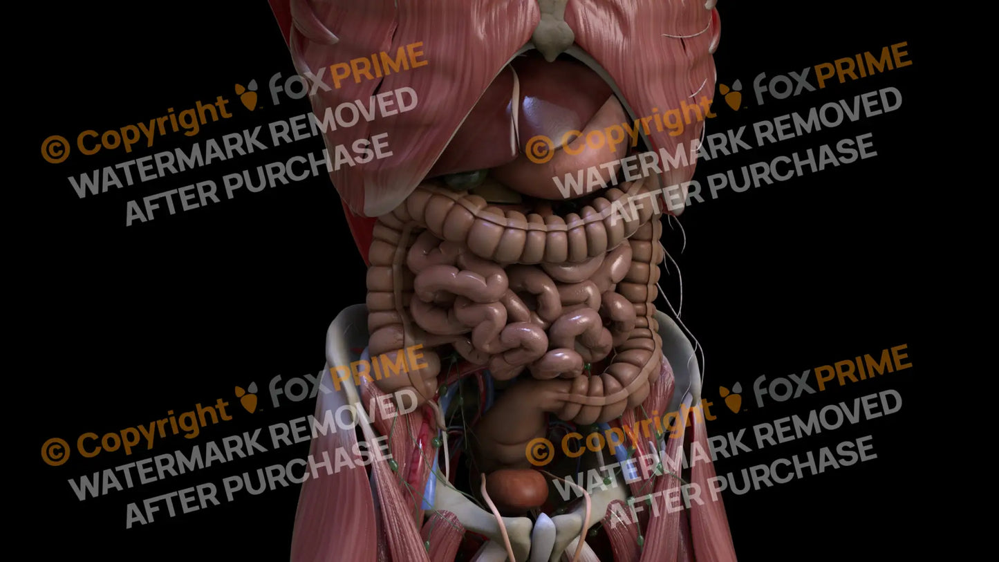 Digestive System Small Intestine 1 Still Shot