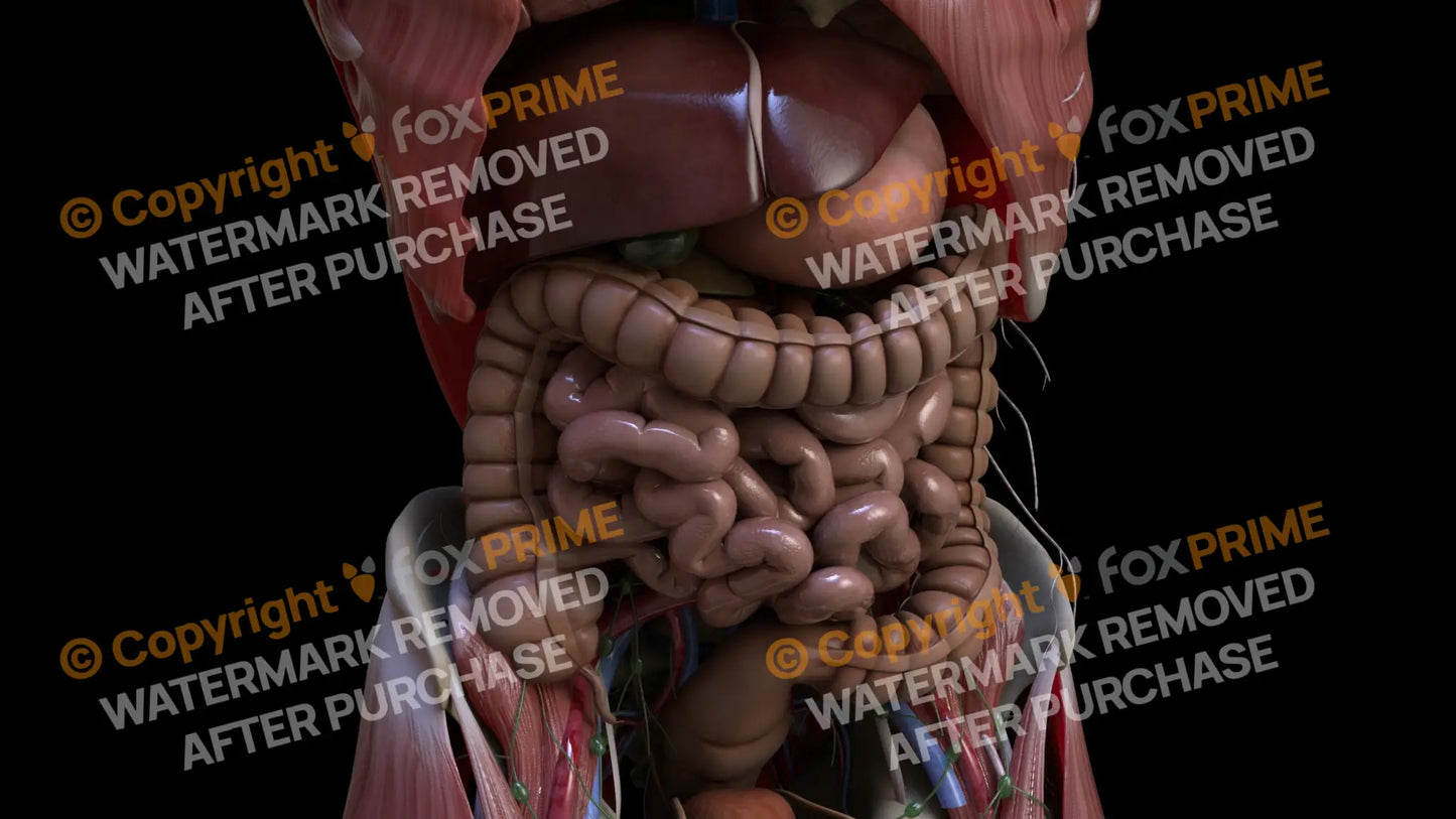 Digestive System Small Intestine 10 Still Shot