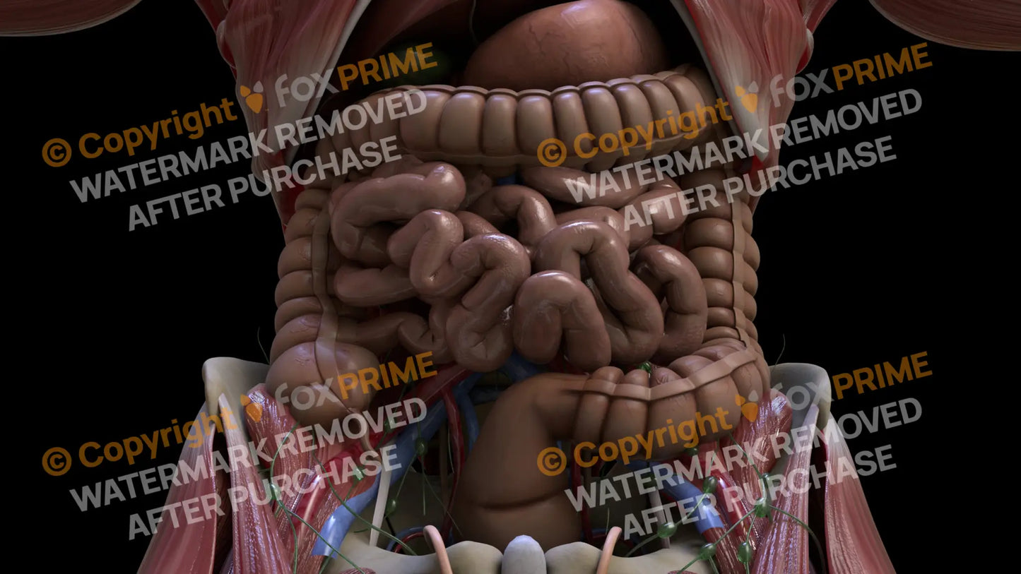 Digestive System Small Intestine 6 Still Shot