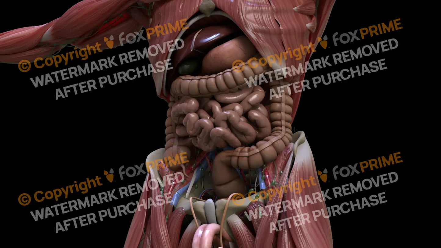 Digestive System Small Intestine 7 Still Shot