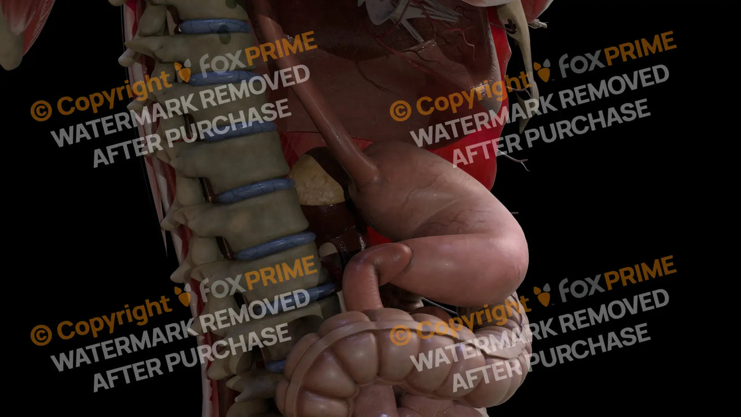 Digestive System Stomach 2 Still Shot
