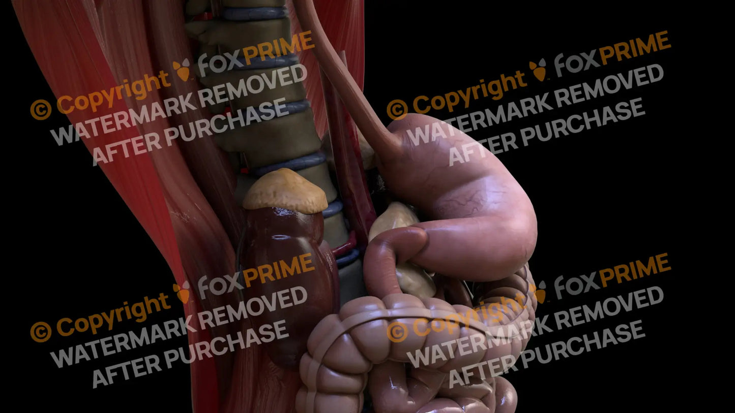 Digestive System Stomach 4 Still Shot