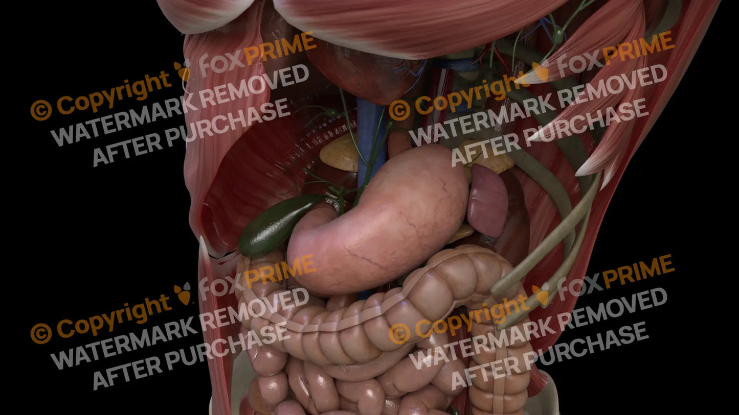 Digestive System Stomach 5 Still Shot