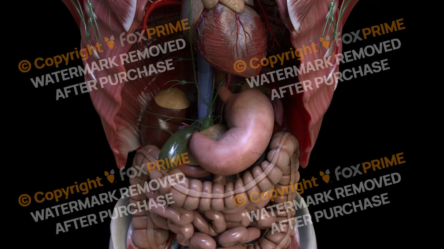 Digestive System Stomach 8 Still Shot