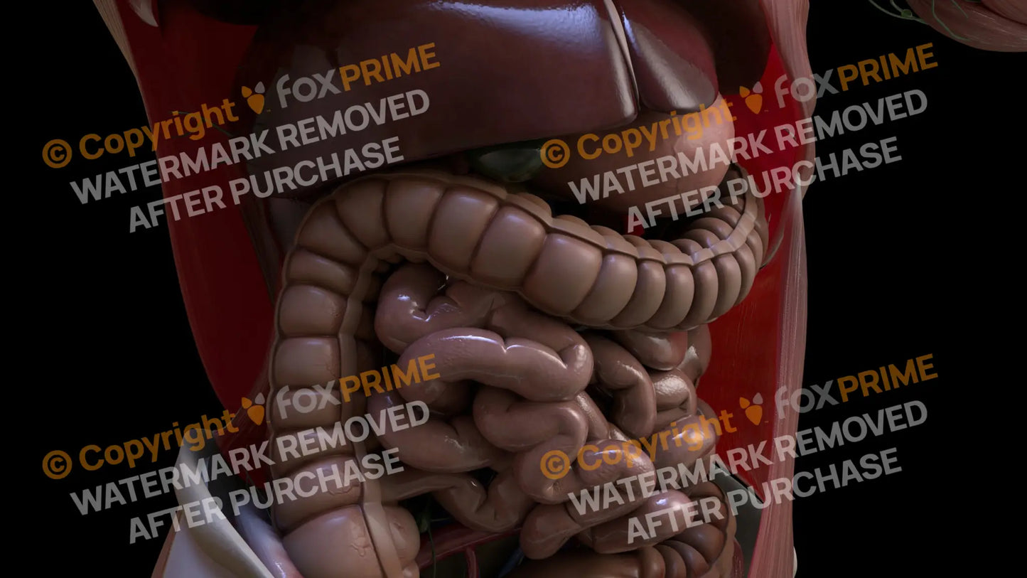 Digestive System Transerve Colon 3 Still Shot
