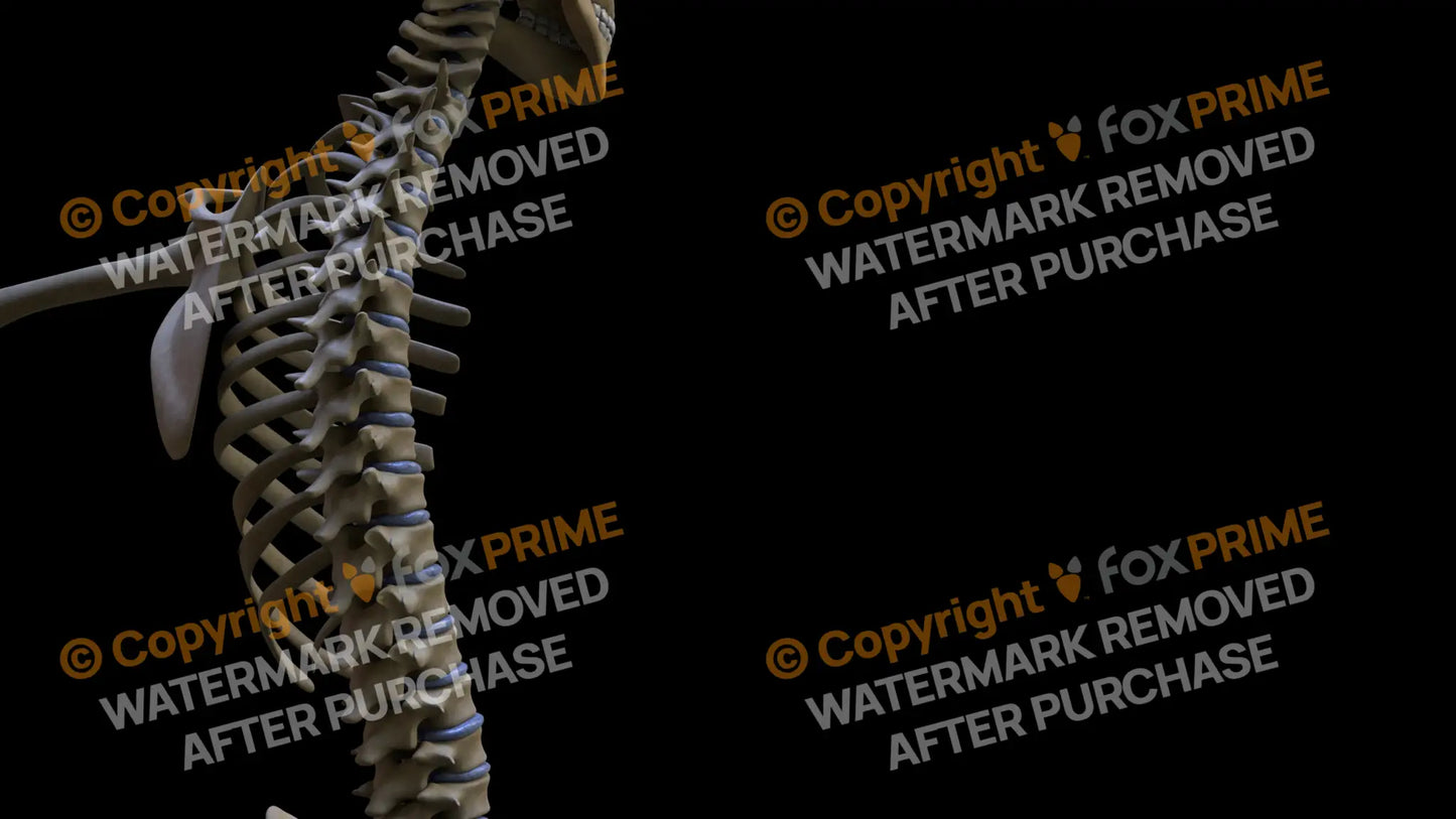 Disc C3-T12 (Right) Still Shot