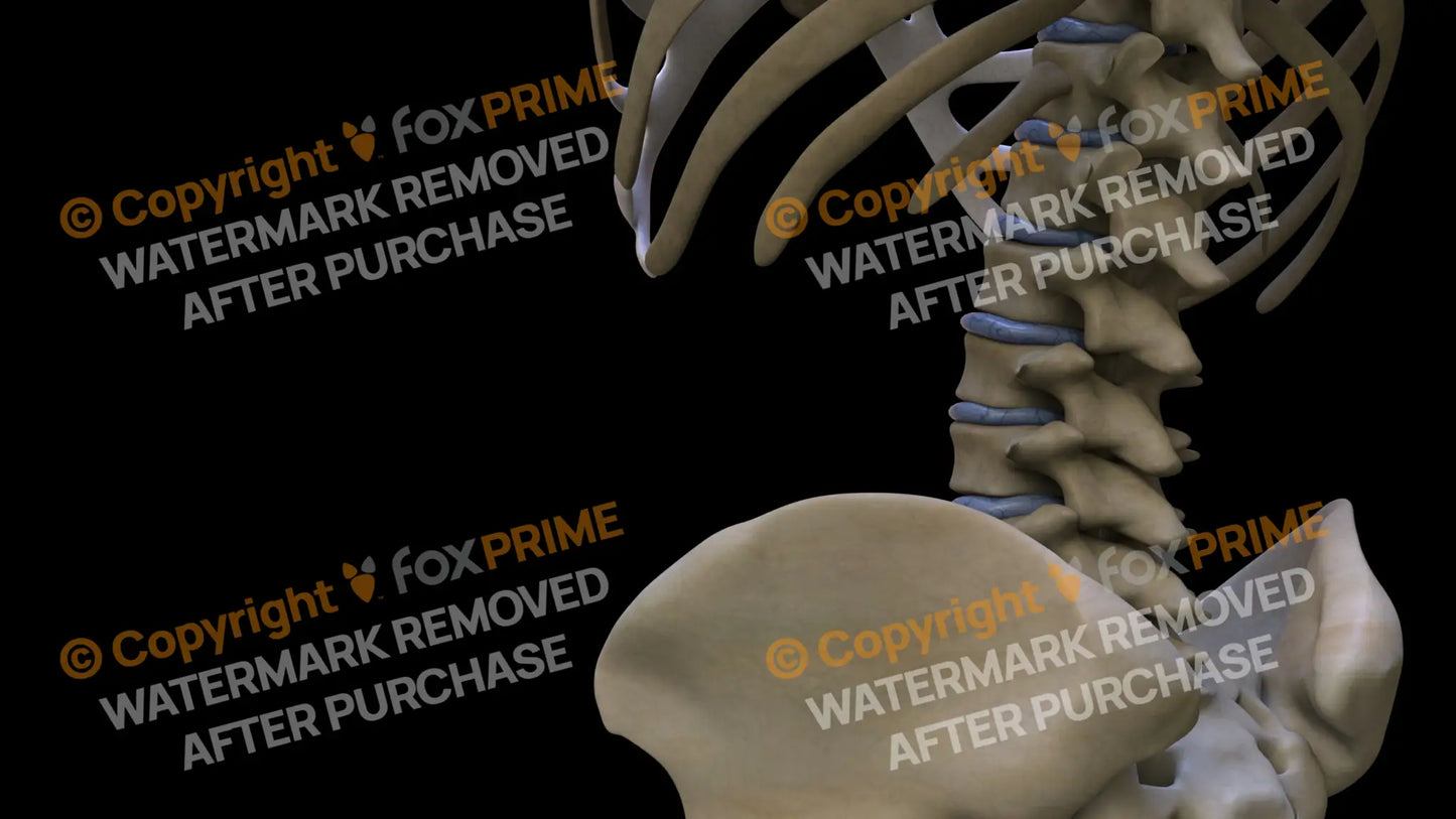 Disc L1-L4 (Left) Still Shot